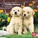 Golden Retriever Puppies 2010 Wall Calendar