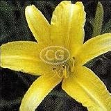 Daylily (Hemerocallis) White Triangle {25 Bare Root plants, $1.07 each plant}