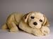 golden_retriever49golden retriever - Golden Retriever Puppy Lying Down Head Down Lifelike