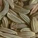 Fennel Seed
