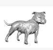 staffordshire bull terrier coat