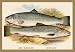 12 X 18 Stretched Canvas Poster Short-Headed Salmon and Silvery Salmon
