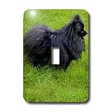 Dogs Pomeranian - Black Pomeranian - Light Switch Covers - single toggle switch