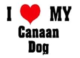 I Love/Heart Canaan Dog Plush Teddy Bear with WHITE T-Shirt