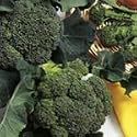 SUTTONS SEEDS: Organic Broccoli Green Sprouting Seeds (320 seeds) Alan Titchmarsh Range