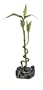 Marina Betta Kit Bamboo Ornament