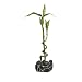 Marina Betta Kit Bamboo Ornament