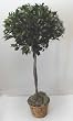 5' Ball Bayleaf Topiary Tree
