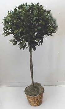 5' Ball Bayleaf Topiary Tree
