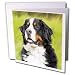 Dogs Bernese Mountain Dog - Bernese Mountain Dog - Greeting Cards-12 Greeting Cards with envelopes