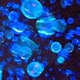 Tekno Bubbles :: Blacklight Sensitive UV Bubbles (Blue)