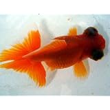 これは綺麗　蝶尾出目金　赤　2才　上物【こだわりの生体をお届けします　名生園】