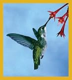 Humming Bird Bookmark