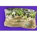 Planet Frog Habitat