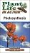 Plant Life in Action Photosynthesis