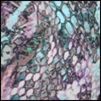 Aerin Rose Viper Bandeau Blouson Tankini Swim Top (VIPE200) 34D/Viper
