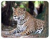 Jaguar Coasters