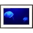 Jelly Fish in Tank at Aquadom and Sealife Museum, Mitte, Berlin, Germany Collections Framed Photographic Poster Print by Richard Nebesky, 29x21