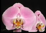 Phal Peace Center '#1'x Phal Smooth Transition 'Giant' (photo)