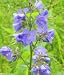 Garden Perennial-Polemonium caeruleum P9 Jacobs Ladder
