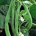 Organic Kentucky Wonder Pole Bean