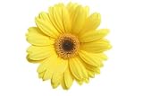100 Stems of Yellow Gerberas