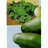 Spacemaster Cucumber 80 Seeds GARDEN FRESH P
