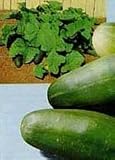 Spacemaster Cucumber 80 Seeds GARDEN FRESH PACK! 31VoFIutn4L. SL160 Spacemaster Cucumber 80 Seeds GARDEN FRESH PACK!