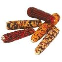 Sun Seed Crunchie Corny Cobbers