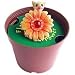 Flower Power Pocket Dragon ..... Signed by Artist Real Musgrave