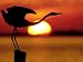 Silhouette of Great Blue Heron Stretching Neck at Sunset, Fort De Soto Park, St. Petersburg Photographic Poster Print by Arthur Morris., 18x24