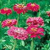 Amazon / Hirts: Seed; Zinnia: Shades Of Pink Zinnia - 100 Seeds - Annual