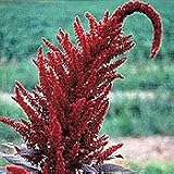Organic Hopi Red Dye Amaranth - 400 Seeds - Amaranthus