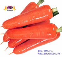 ひとみ五寸［人参］ｺｰﾄ１万粒