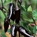 Organic Czechoslovakian Black Chile Pepper 50 Seeds