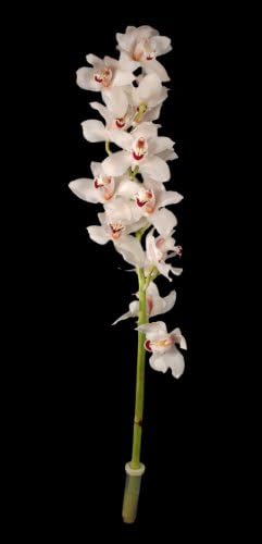 Fresh Flowers - White Cymbidium Orchid