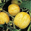Organic Heirloom Lemon Cucumber 75 Seeds -SALE*
