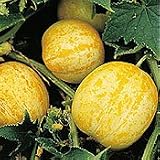 Lemon Cucumber 30 Seeds 31VxFg%2BS%2BEL. SL160 Lemon Cucumber 30 Seeds