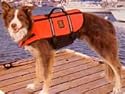 Dog Life Jacket X-Small
