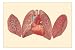 Heart and Lungs MasterPoster Print, 18x12