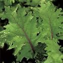 Organic Red Russian Kale 300 Seeds