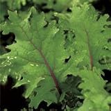 Organic Red Russian Kale - 300 Seeds - Heirloom