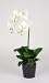 Artificial 23" Double Phalaenopsis Orchid
