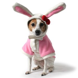 Easter Bunny and Ears Dog Set - Medium