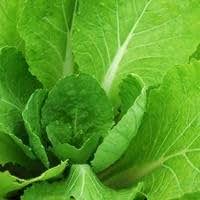 E LEAVES WONG BOK SEEDS: Amazon.de: