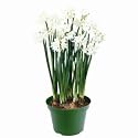~Paperwhite Flowers Growing Kit - Blooms in 30 days! - ~ Fragrant Flowers ~ POT / SAUCER / SOIL / 4 PAPERWHITE FLOWER BULBS / ALL INCLUDED