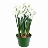 FEBRUARY Special~ Paperwhite Flowers Growing Kit - Blooms in 30 days! - ~ Fragrant Flowers ~ POT / SAUCER / SOIL / 4 PAPERWHITE FLOWER BULBS / ALL INCLUDED