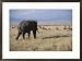 An African elephant walks among wildebeests in Ngorongoro Crater Subject Framed Art Poster Print, 29x21
