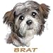Brat-Shih Tzu Puppy Adult T-Shirt