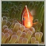 Pink Clown Fish - Matt Bailey Oceania Jigsaw Puzzle: 500 Pcs